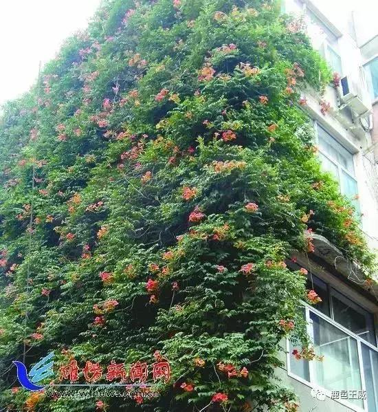 鹿邑县城市改造,百城提质