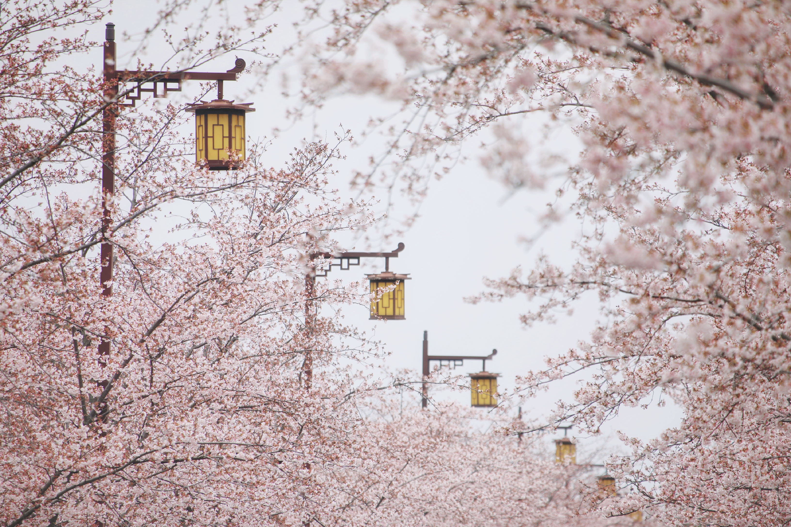扬州各种美食怎么吃,扬州美食怎么就火到了这种程度