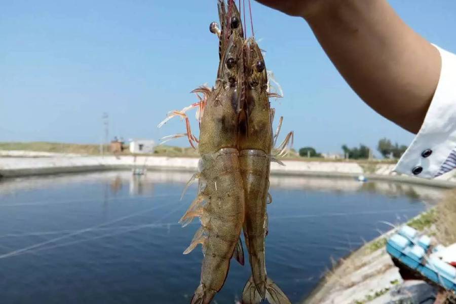 南美白对虾没有氧但是密度不厚,南美白对虾小棚养殖放苗密度