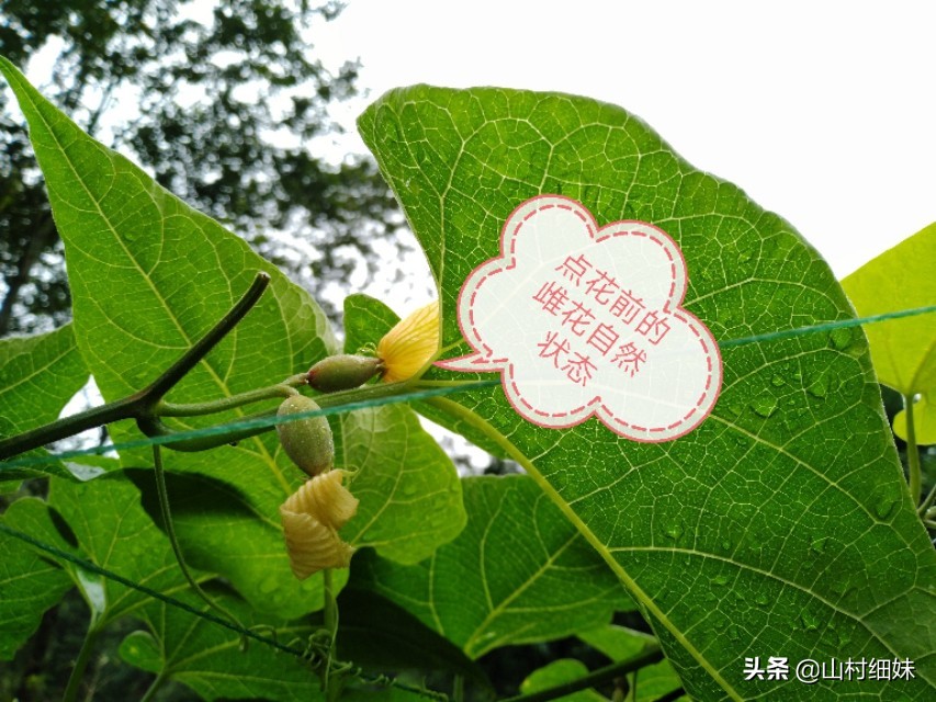 罗汉果点花后,为啥停止生长?弄懂以下3个原因,解决办法在这里