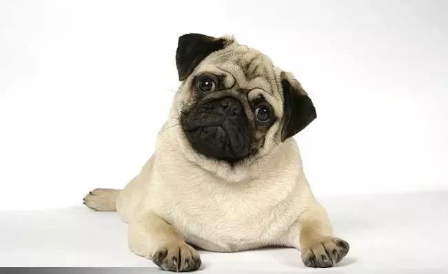 犬类图解,犬类大全100个视频