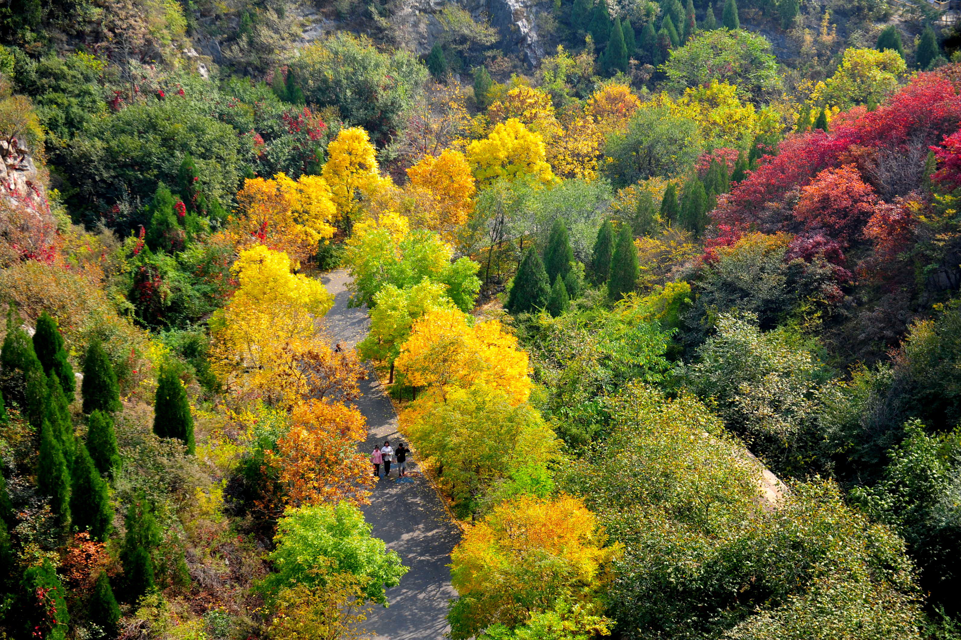 木叶动秋声完整视频,木叶动秋