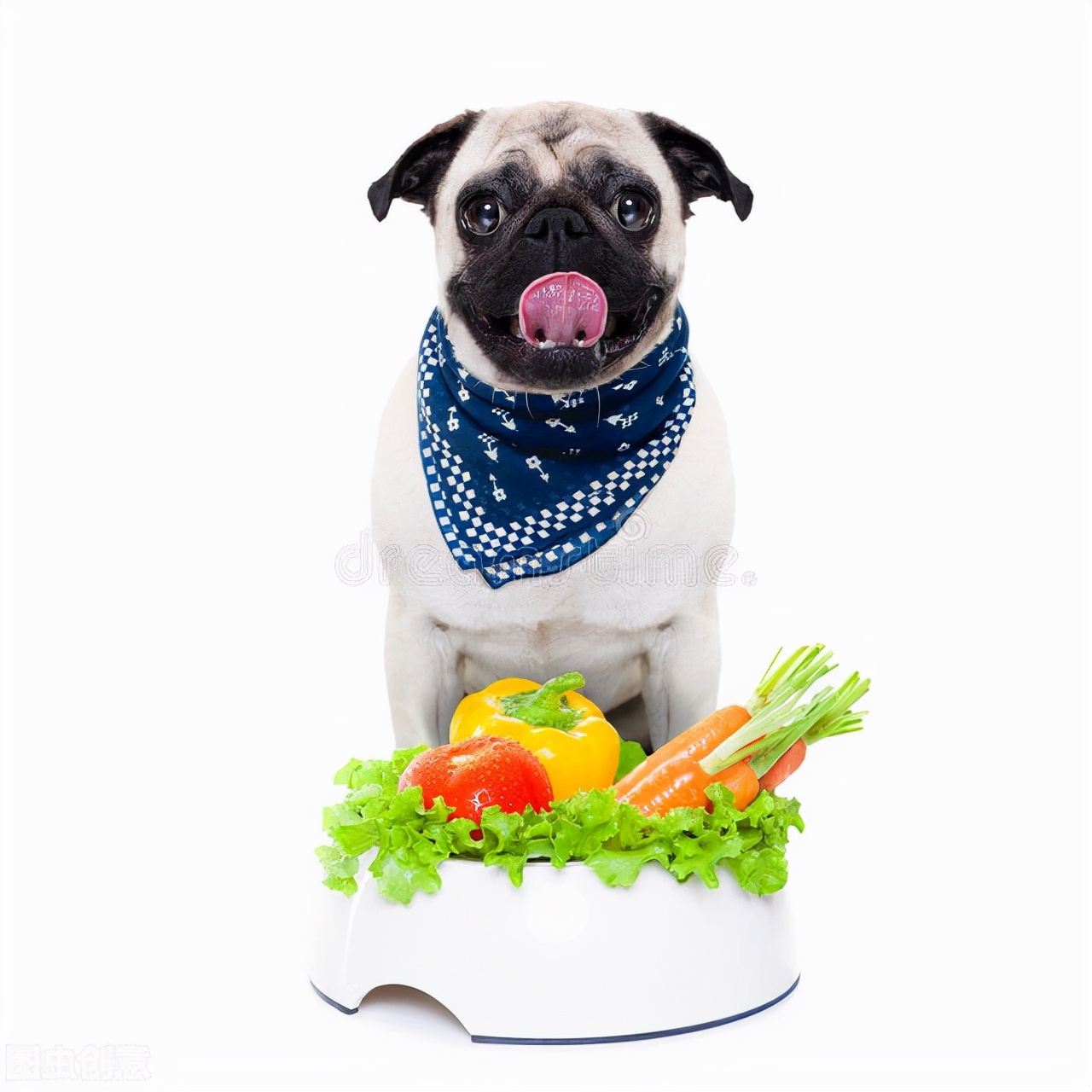 为什么我的狗吃了巧克力没事,为什么我家的狗喜欢吃玉米