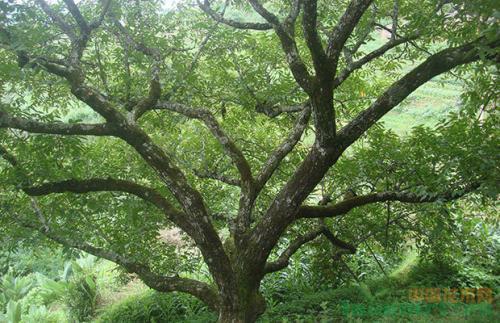 磁山文化核桃,走进磁山文化博物馆