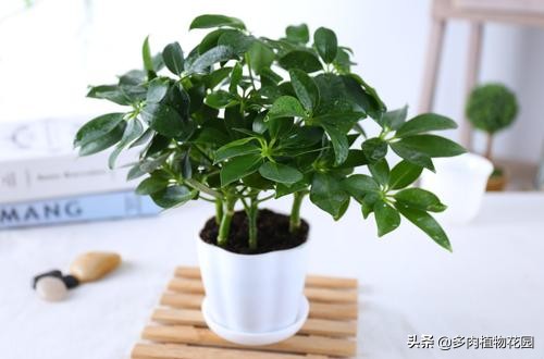 鹅掌木叶变黄掉叶怎么补救,鹅掌木叶子黄斑