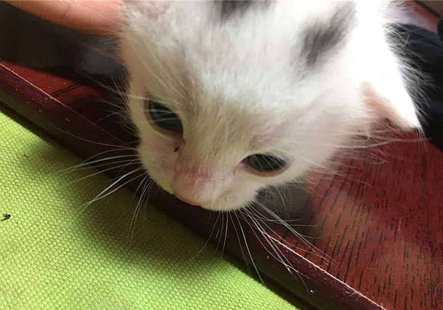 猫咪四岁可以继续养奶猫吗,猫咪多大可以离开母猫单独喂养