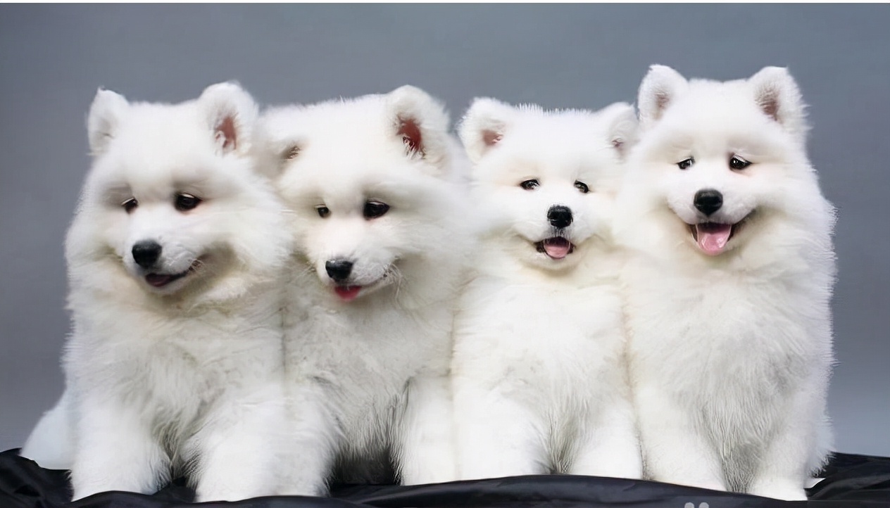 狗狗买什么品种最合适,怎么给狗狗选择宠物狗品种