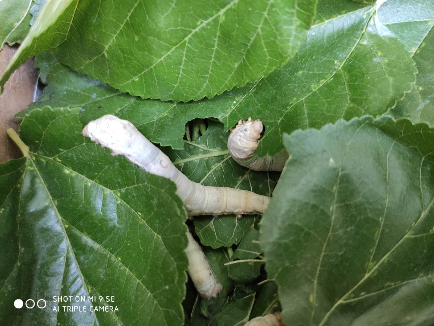 害怕养蚕,不要轻易养蚕