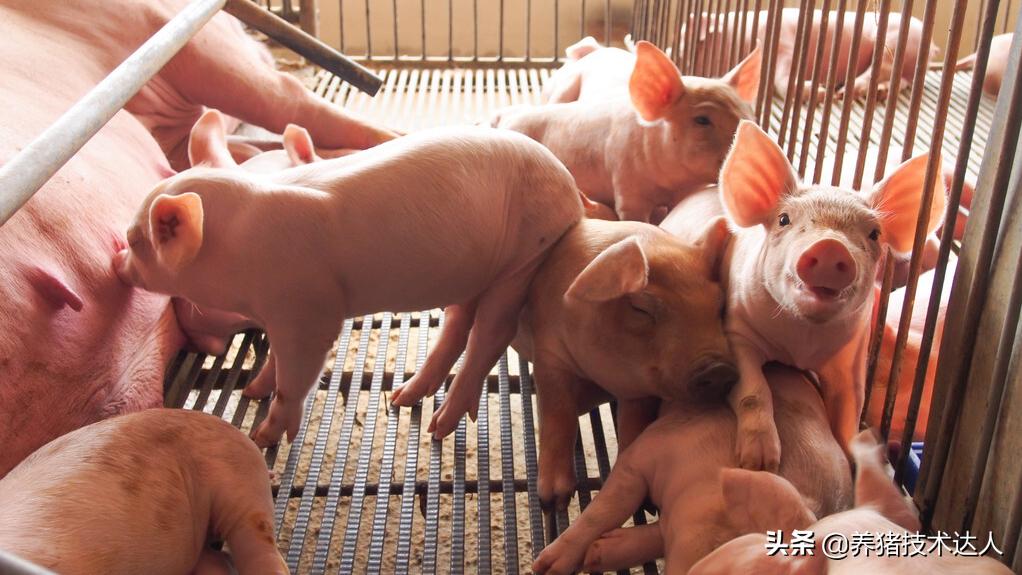 母猪产后消炎有哪些药的配方,母猪产后消炎用什么药合适