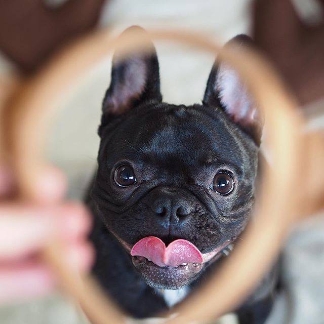 如何看法斗是不是纯种,法斗血统啥意思