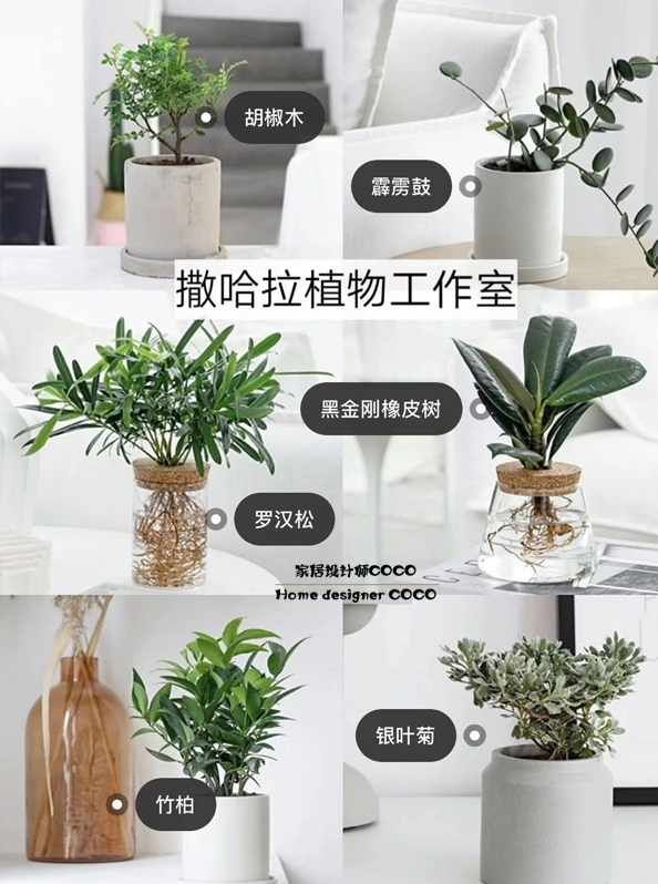 极简风格绿植店铺推荐 (室内店铺适合养的植物有香味)