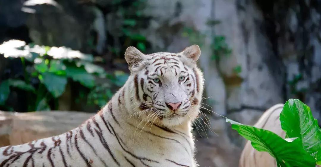 带小婴儿长隆动物园游玩攻略,亲子游玩广州熊猫酒店长隆攻略