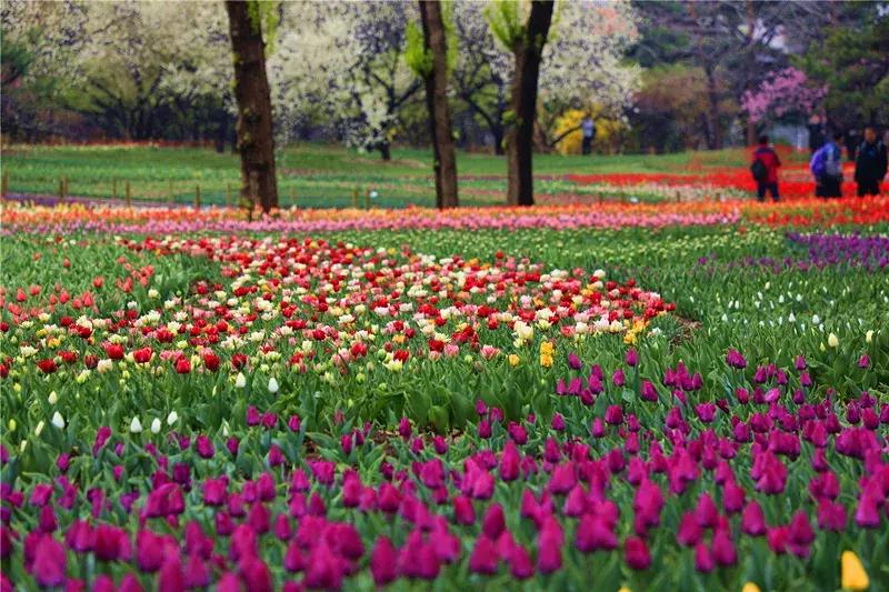 中国科学院植物研究所北京植物园,北京植物园有牡丹花还有什么花