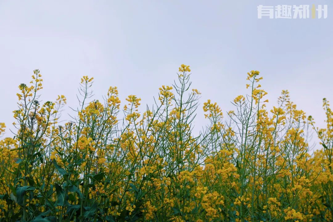 郑州周边人少清静有山有水的地方,郑州人少的公园适合野营