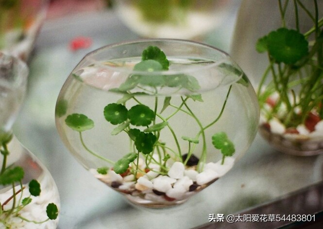 绿植浇什么水又绿又好,绿化植物怎样高效浇水