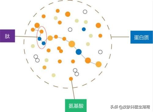 胶原蛋白肽和胶原胜肽的区别,胶原蛋白多肽与寡肽区别