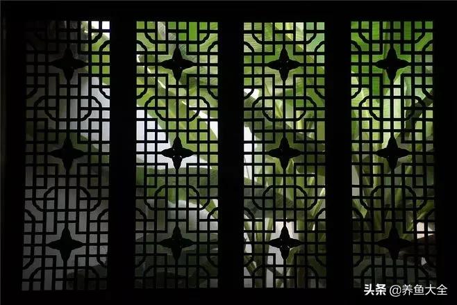 院子里种一棵芭蕉,院子里有芭蕉树好不好