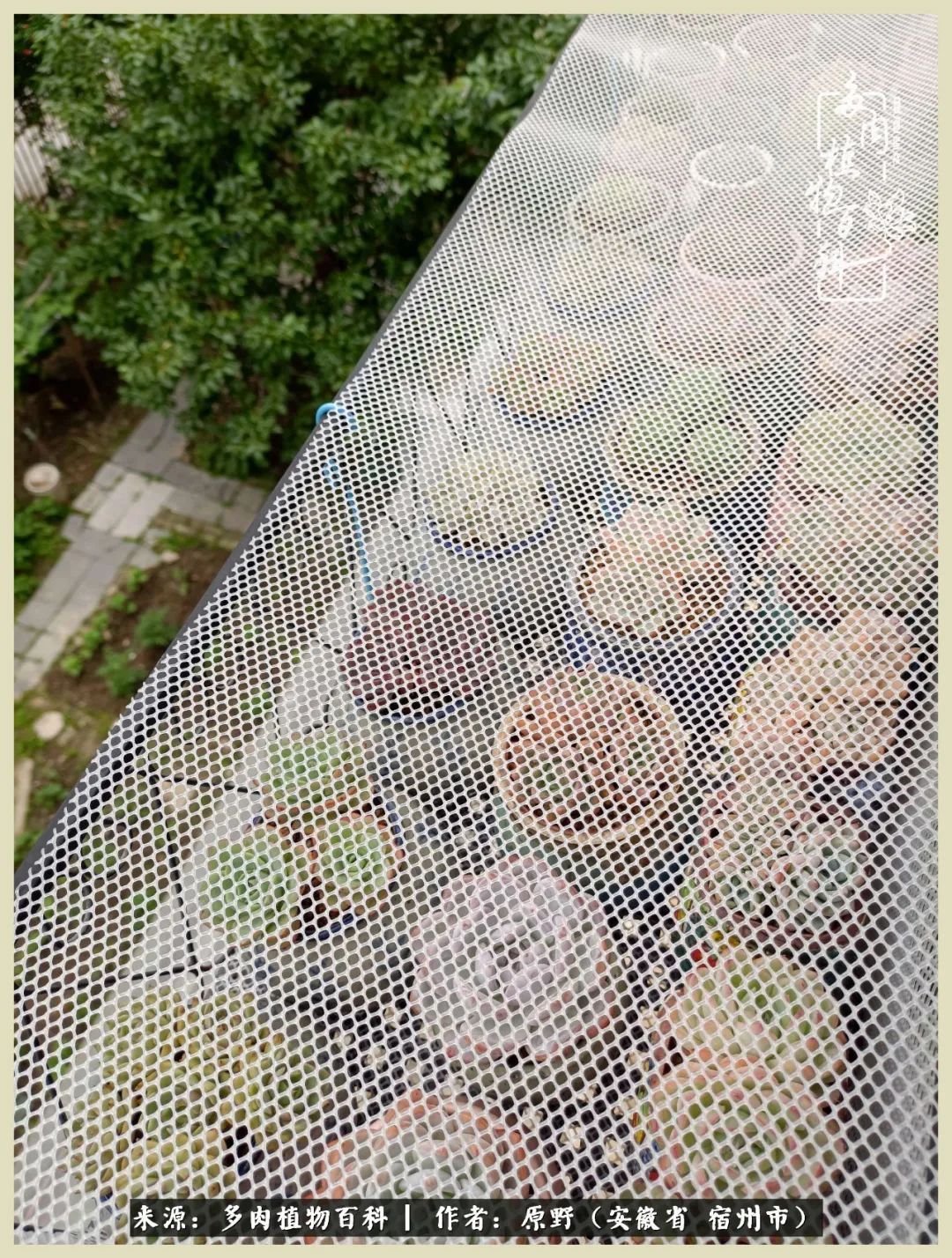 梅雨袭,酷暑至,多肉进入历劫季