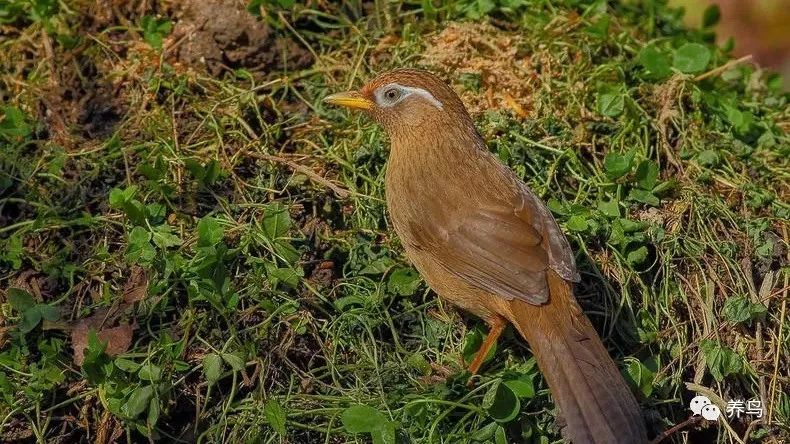 鸟拉肚子怎么治疗,鸟拉肚子喝什么