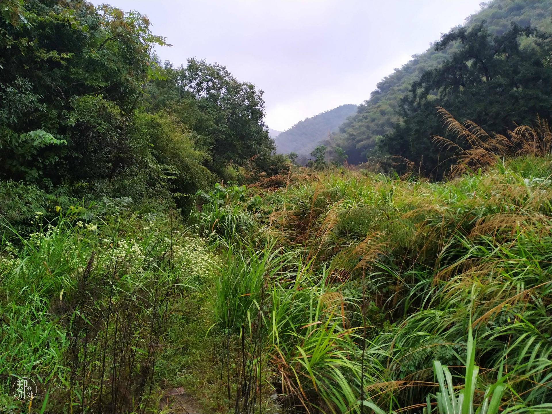 香榧古道,香榧古道徒步路线哪条景色美