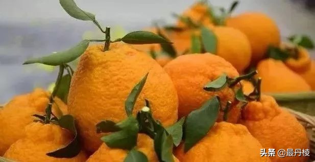 眉山盛产什么水果,眉山都有哪些水果