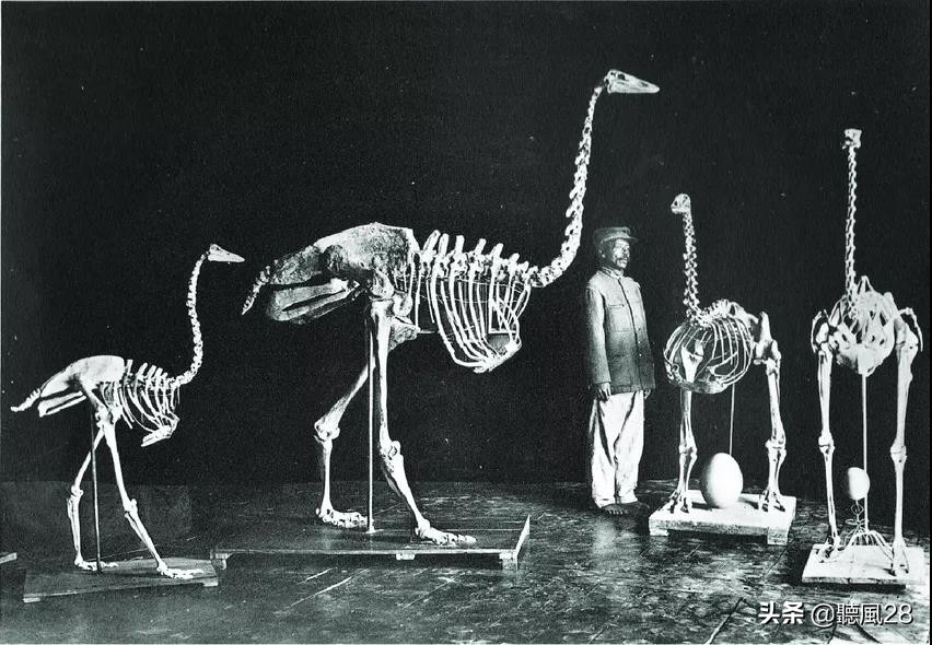 足球那么大的蛋，孵出世界上最肥的鸟