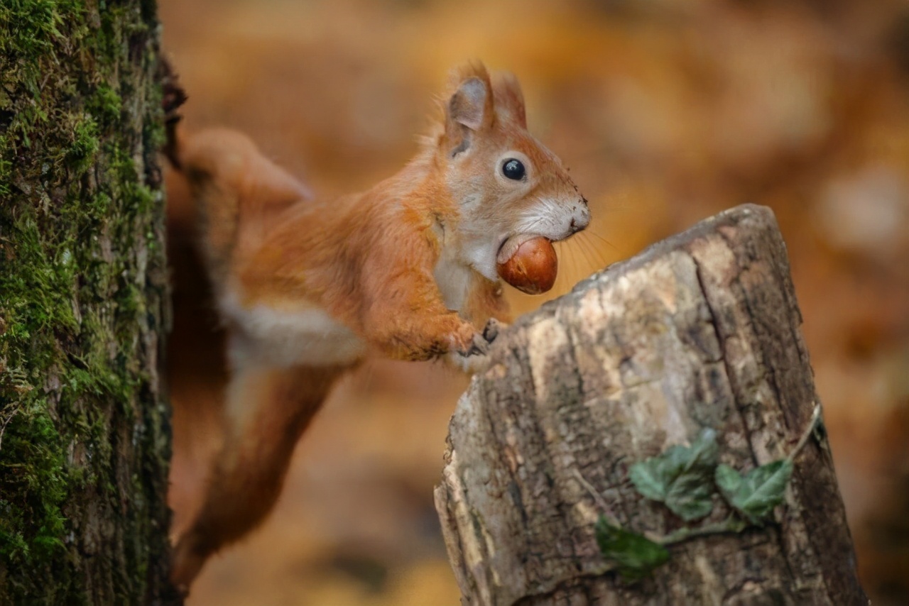 松鼠过冬的食物被偷走了怎么办？它真的会选择自杀吗？