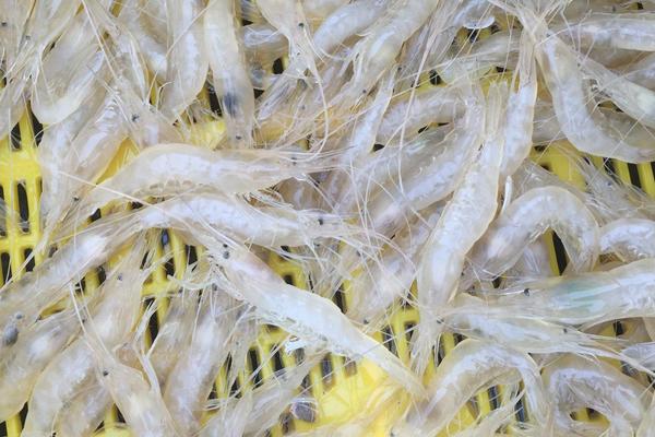 河虾的种类名称和价格,河虾和海虾的种类