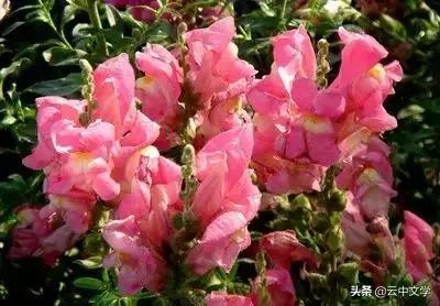 花语大全100种花图片,100种花的花语太全了