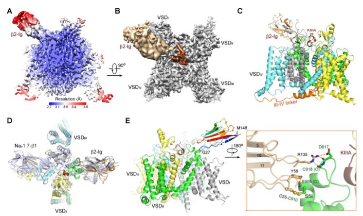 冷冻电镜最新研究,冷冻电镜研究成果涌现