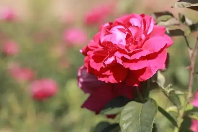 鹅油鲜花饼云南老字号,鹅油鲜花饼