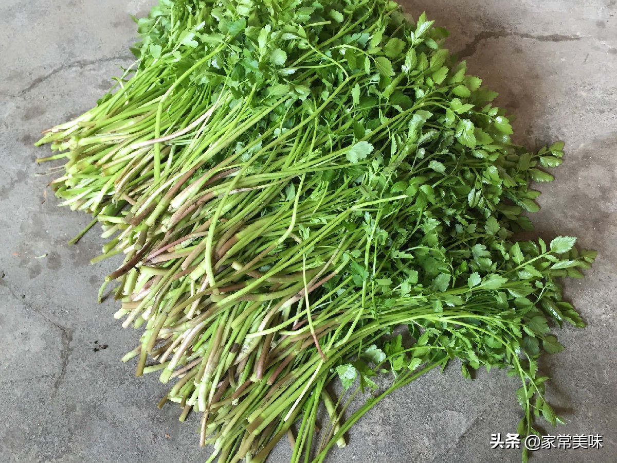 芹菜是粗的好还是细的好,芹菜细的和粗的区别