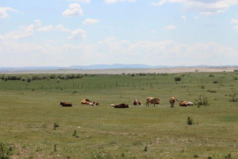 走进学者型院长的思维花园  专访明安星动物医院院长刘德
