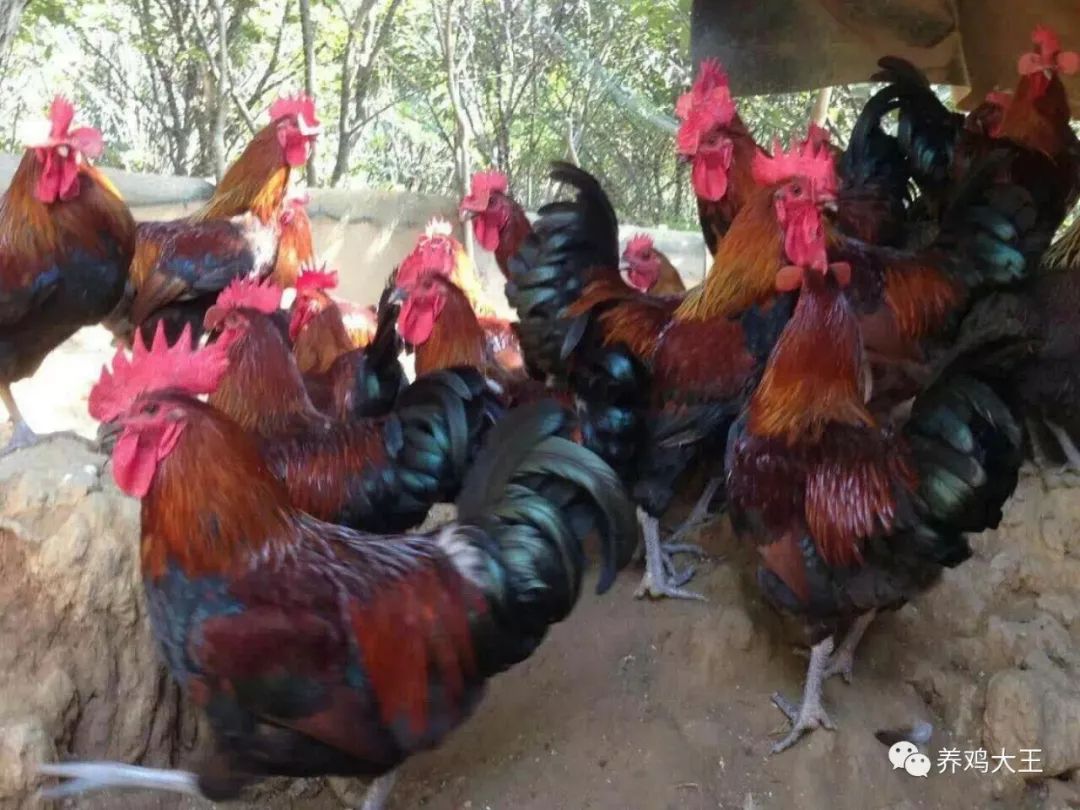 土鸡苗脱温后如何做防疫,土鸡脱温流程