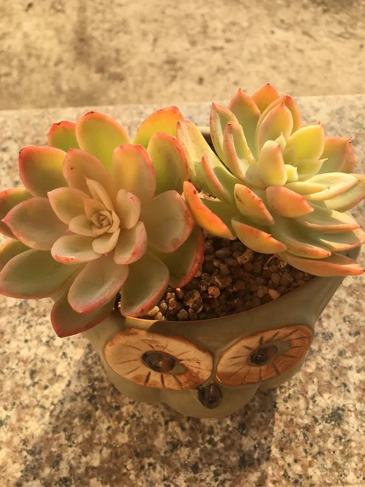 五颜六色的透明多肉,颜色超好看的多肉