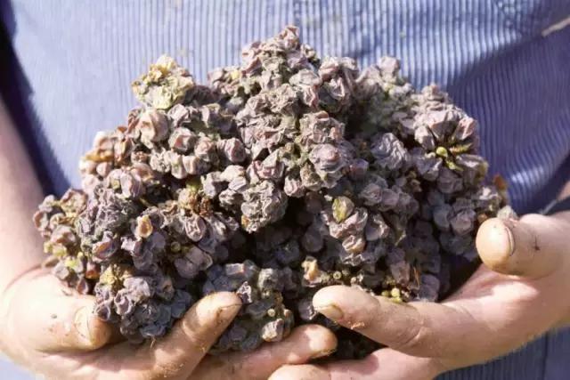 tba葡萄酒,tba贵腐甜白葡萄酒