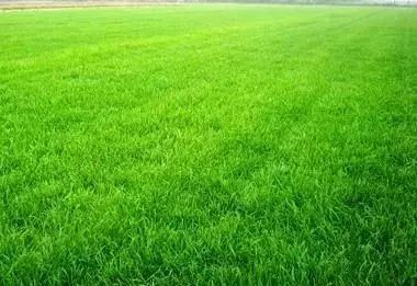 农民发家致富好点子,农村创业新点子十大暴利行业