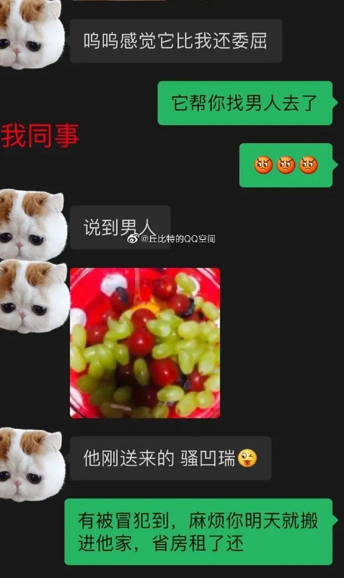 给我家猫新交了一个嘚瑟的朋友,我家猫送亲戚了准备再养一只猫