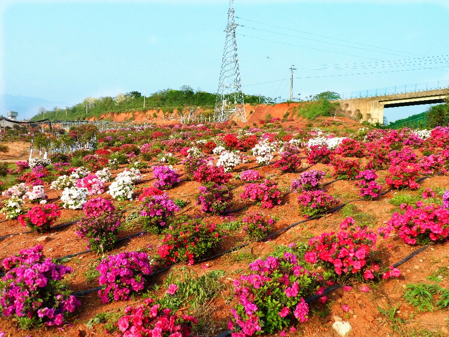 春季各种花的吃法,鲜花头花做法大全