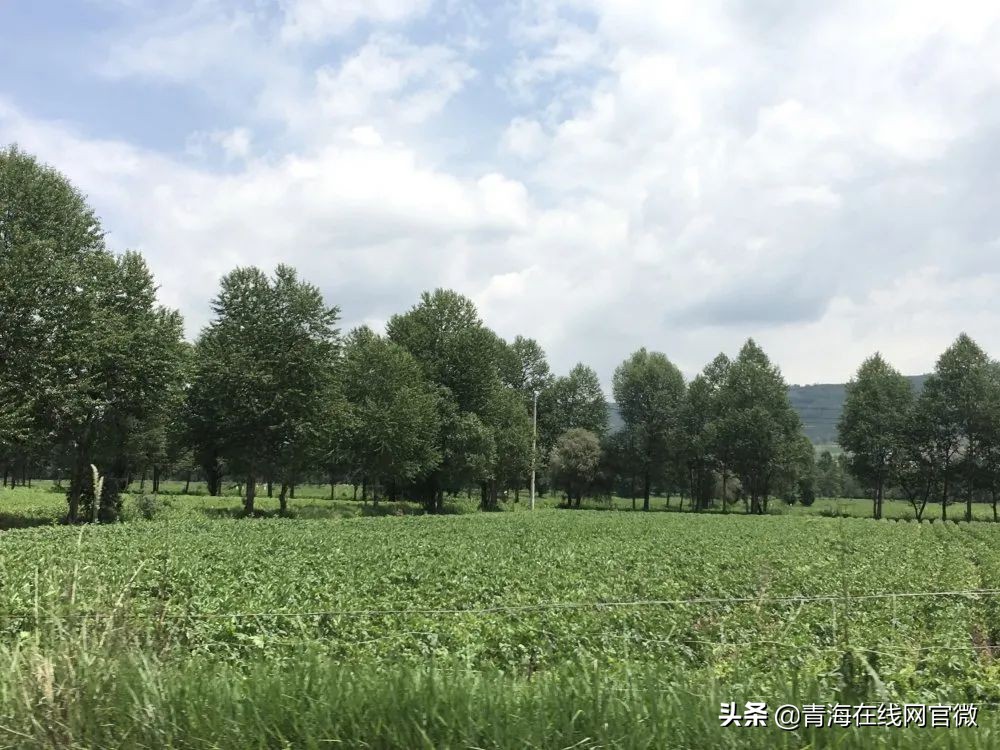 「尕院杯」征文：趁着美景美酒，约好友把酒话桑麻