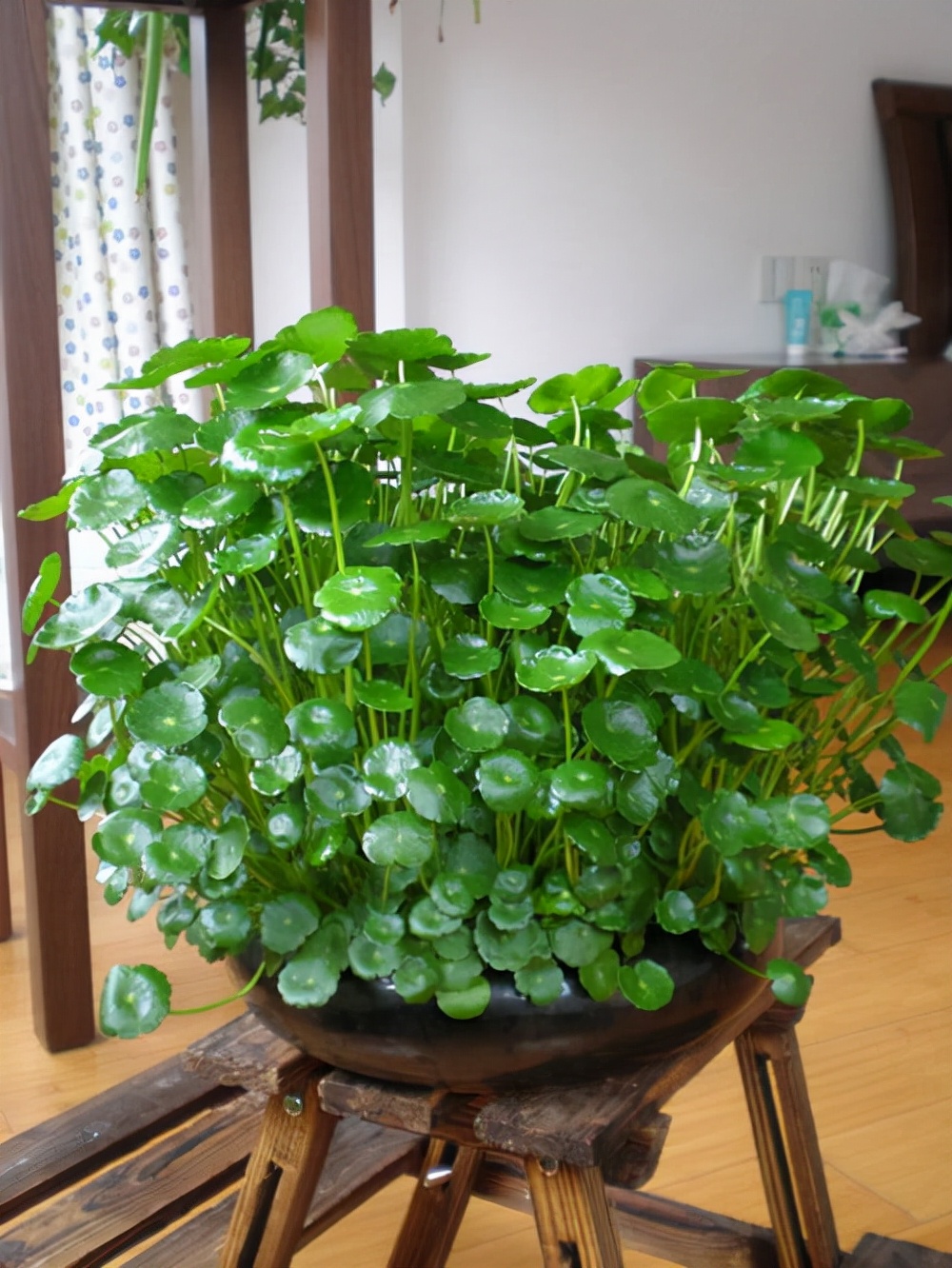 十大好养的懒人花好看,家中常种的十种吉祥花