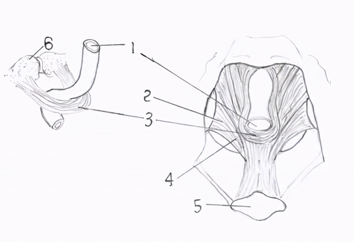 罗碧华:济川医学的传承者,心有锦缎的学术派