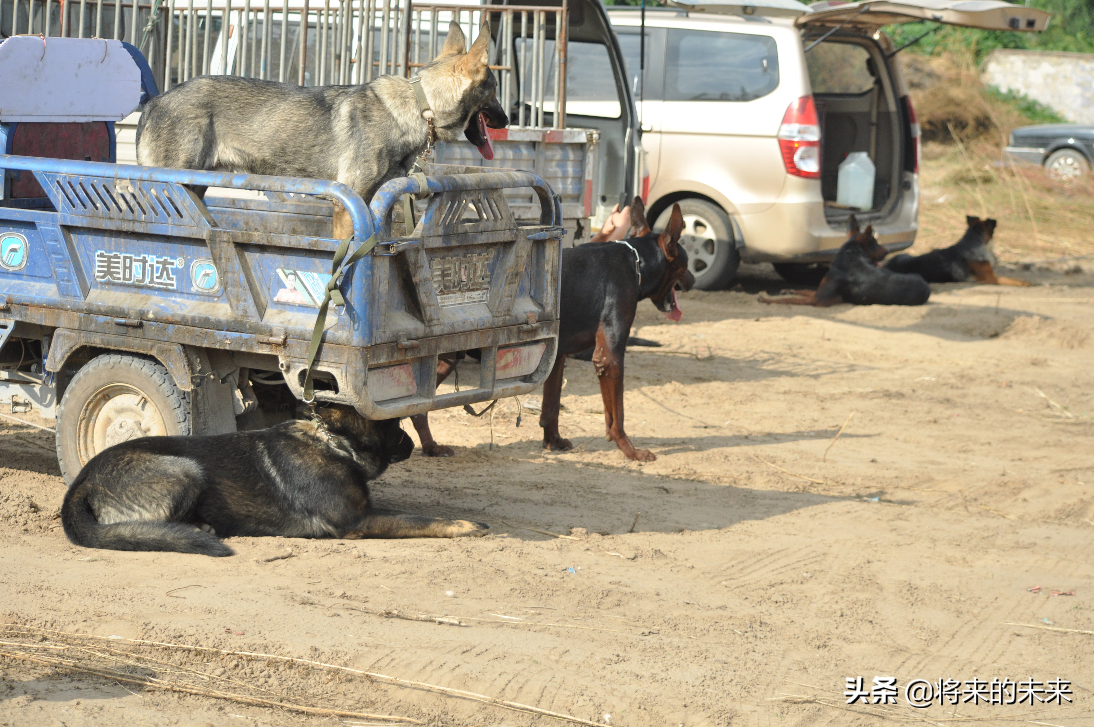 宠物市场买到假狗,去宠物市场淘狗多少钱