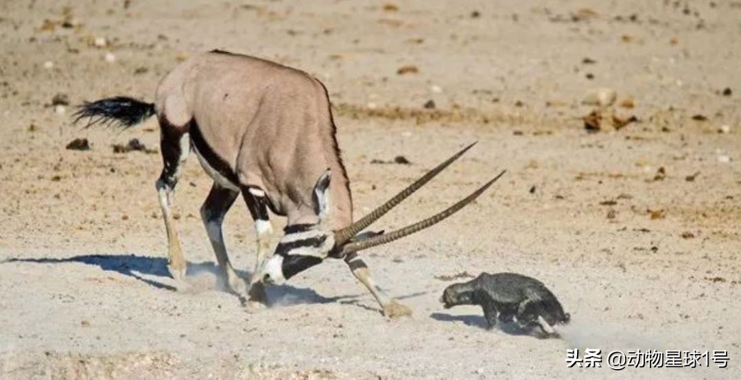平头哥蜜獾照片,蜜獾平头哥动物科普
