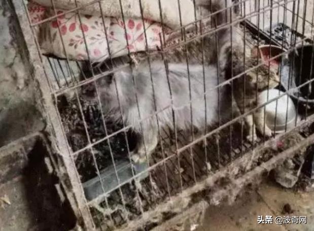 活体宠物塞入“盲盒”，拆开后是狗狗尸体！卖家：玩不起别买