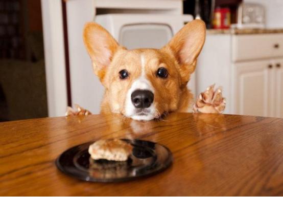 盘点狗子的暖心瞬间真的太暖心了,狗子的暖心举动