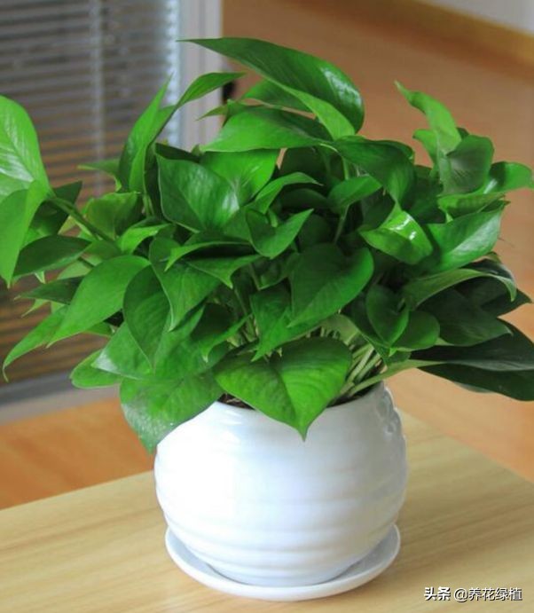 绿萝土培怎么养才能更旺盛一些,土培绿萝怎么养才能不黄叶茂盛