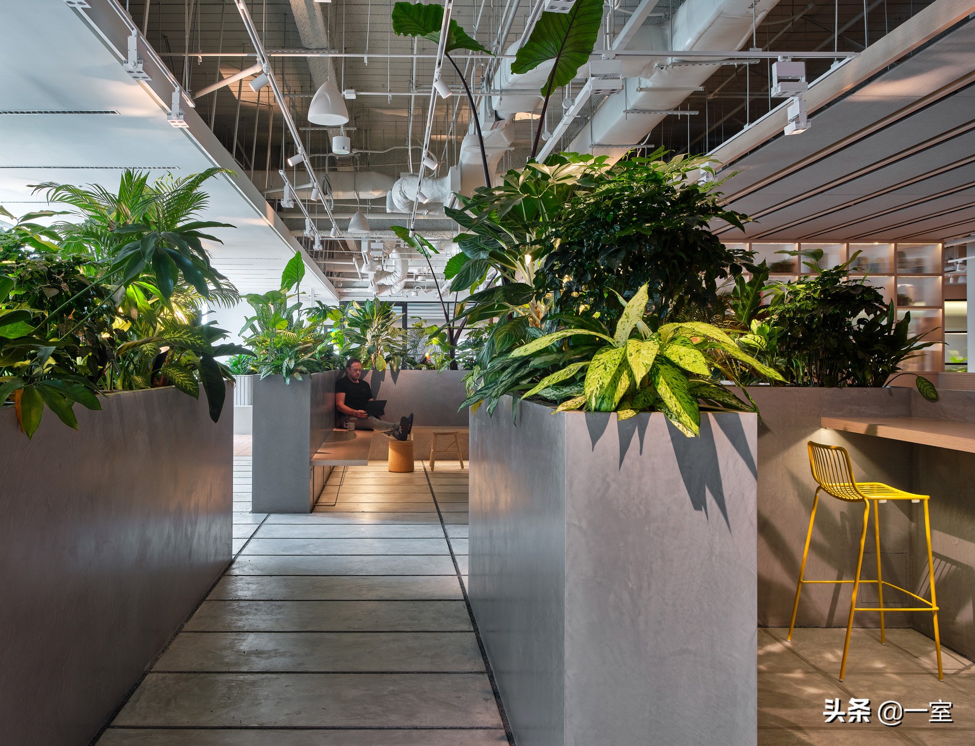 网红庭院植物搭配,网红绿植搭配技巧