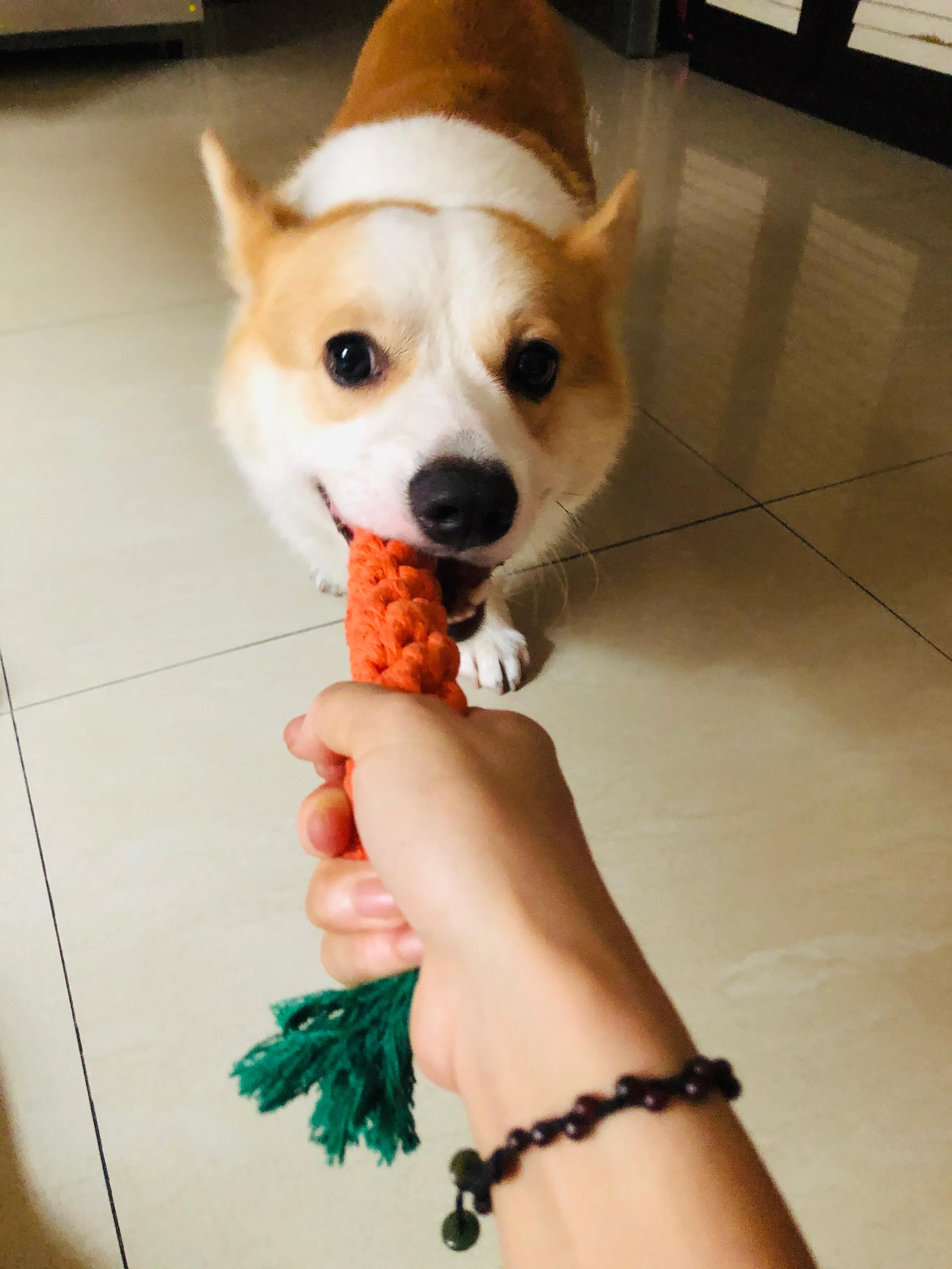 狗狗生病了你不要难过,狗狗生病了永远的离开了我