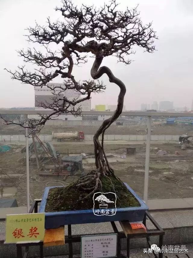 又好看又好养的盆景,最值得收藏的十种盆景